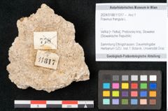 Foto (Objekt + Etikett) von Fraxinus frangula L. (NHMW-GEO-2024-0188-11317)
